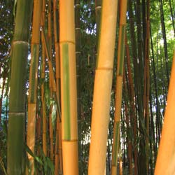 Bamboo Phyllostachys b. Castillonis